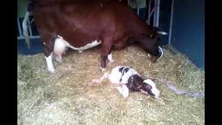 Cow giving birth [upl. by Woodrow]