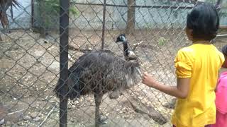 Bellary Zoo no 1 [upl. by Otrebcire]