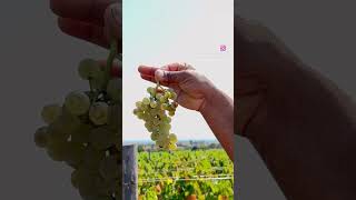 Sauvignon Blanc Harvest [upl. by Leod]