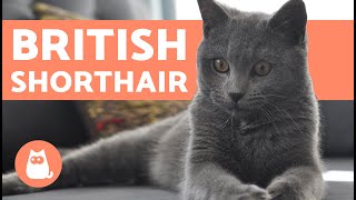 British Shorthair Cat  CHARACTERISTICS and CARE [upl. by Oab]