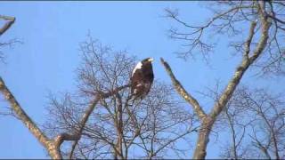 オオワシ 鳴く A Stellers sea eagle cries [upl. by Therron]