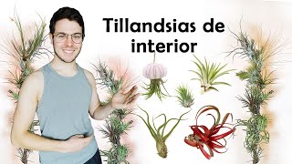 21 tillandsias de interior  composición [upl. by Meehan]