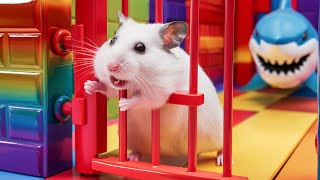 Hamster Escape the Rainbow Prison Maze  Hamsters Great Escape [upl. by Fritz395]