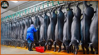 How Farmers Raise And Process Millions Of Black Pigs At The Factory  Pig Farms  Processing Factory [upl. by Olegnad]