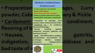 Elettaria cardamomum  Uses [upl. by Ponce]