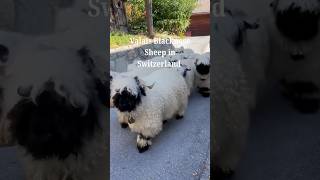 Valais Blacknose Sheep Switzerlands Fluffy BlackFaced Beauties [upl. by Mikkanen828]