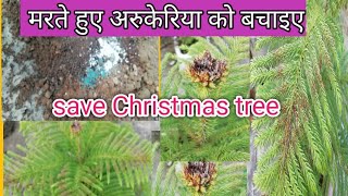 How to save dying Christmas plantaraucaria plantSave a dying Araucaria plantRevive a dying plant [upl. by Bouchard]