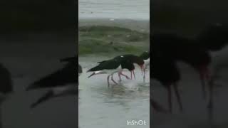 oystercatchers are hilarious 🤣 [upl. by Terpstra841]