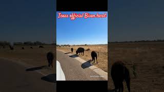 Caprock Canyons State Park Buffalo see comments for info texas bison Buffalo wildlife [upl. by Terrel836]