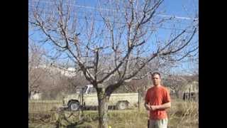 How To Prune Old Cherry Trees [upl. by Satterlee626]