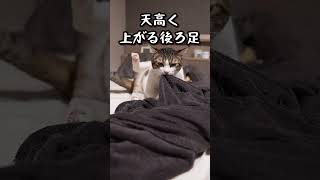 変なポーズでフミフミする猫 猫 [upl. by Frendel]