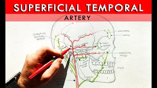 The Superficial Temporal artery and its branches  Anatomy Tutorial [upl. by Ihcur]