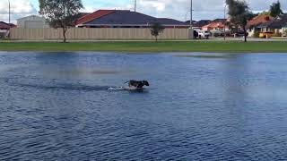 Staffy playing in puddle HD 1080p [upl. by Eelame922]