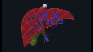 Comprendre lANATOMIE DU FOIE segmentation hépatique [upl. by Groscr512]