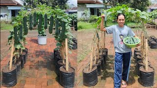 cara menanam timun supaya berbuah lebat  how to grow cucumber from seed to harvest [upl. by Yvette]