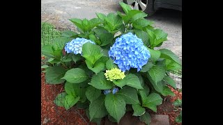 An Easy Guide for Pruning Macrophylla Hydrangea Plants [upl. by Alyat863]