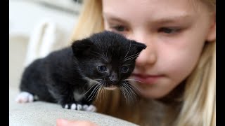 Baby Katzen  Süße und Lustige KatzenVideos 1  KatzenVideos [upl. by Ahsir]