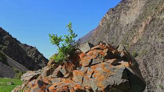 small bush is growing in a crack of large rock in mountains at sunny summer day with blue sky [upl. by Anyahc741]