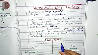 Glycosphingolipid Synthesis and Degradation  Lipid Metabolism  Doctor Z [upl. by Aneertak]