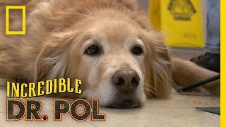 Golden Retriever Gone Pale  The Incredible Dr Pol [upl. by Bautista]