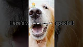 Golden Retrievers More Than Just Pets [upl. by Daryn]