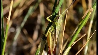 Chorthippus parallelus erythropus calling song [upl. by Aisiat]