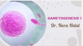 Gametogenesis 1 types of cell division [upl. by Carmena]