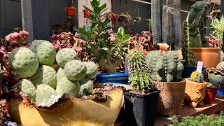 Rarest Cacti and Euphorbia at this shop [upl. by Aciretal]