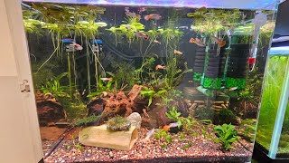 This is how I set up my Dennerle 55L145 US gals Nano Aquarium [upl. by Travis152]