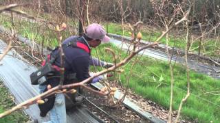 Avoid Common Mistakes Pruning a Blueberry Bush [upl. by Sitoiyanap240]