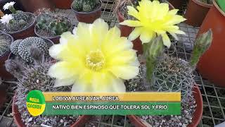 El Jardín de Agroverdad Cactus nativos con flores autóctonos de Córdoba y del Centro del país [upl. by Lytton]