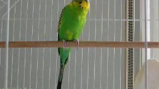 Banco the budgie calling chirping screamingparrot singing voice [upl. by Yert]