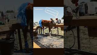 CottonEye Joe Dance by Hereford Cattle dance reel meme fyp calf cattle ranch farm hereford [upl. by Latia]