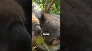 Wait Koala Can Do That 🤯 Hilarious Koala Facts [upl. by Nemlaz]