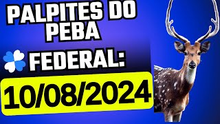 FEDERAL  Palpites Jogo Do Bicho  10082024 SÁBADO  PEBA JB [upl. by Vezza]