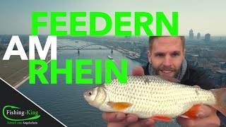 Feederangeln am Rhein auf Rotaugen Brassen amp Barben  so geht‘s TEIL 1 FishingKingde [upl. by Enirac859]