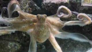 Pet octopus out and about [upl. by Barbra]