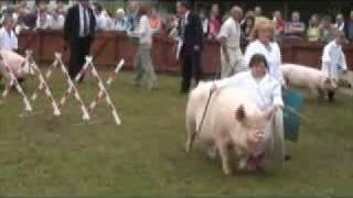 Great Yorkshire Show 2008  pigs  under 8yrs [upl. by Kolnick]