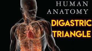 DIGASTRIC TRIANGLE  GENERAL ANATOMY [upl. by Tarrah]