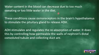 Grade 11  Life Science  Homeostatic control in kidneys 2 [upl. by Arty]