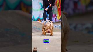 Rottweiler dog football dog kangal dog 🐕 😱shortsvideo india viralvideo dog [upl. by Amihsat]