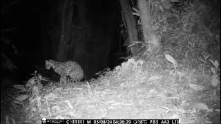 ManigordoOcelot Leopardus pardalis acechando a una presa fuera de foco [upl. by Ibrik494]