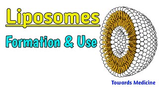 Liposomes  How liposomes are formed Use of Liposomes  Types of liposomes [upl. by Martha]