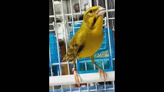 Yellow fronted canary x yellow Isabel canary mule [upl. by Erikson857]