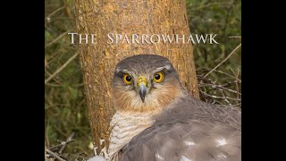 The Elusive Sparrowhawk Long Version [upl. by Keener584]