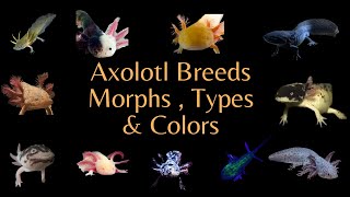 All the Axolotl Breeds  Colors amp Morphs  Videos [upl. by Ardnasella929]