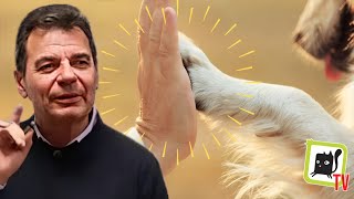 LA SINCERITÀ DEGLI ANIMALI di CORRADO MALANGA 🎬✅ [upl. by Verine]