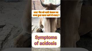 symptoms of acidosisfarmingleaderOfficialDiyFarmHomesteadRavizoneFarmingLeaderVetVisit [upl. by Albarran]