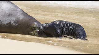 Hawaiian monk seals lounging about Kaimana Beach [upl. by Isaacs227]