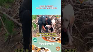 Help the dog family pets animalrescuer cutedog doglover rescue animals doglover [upl. by Ahseila]